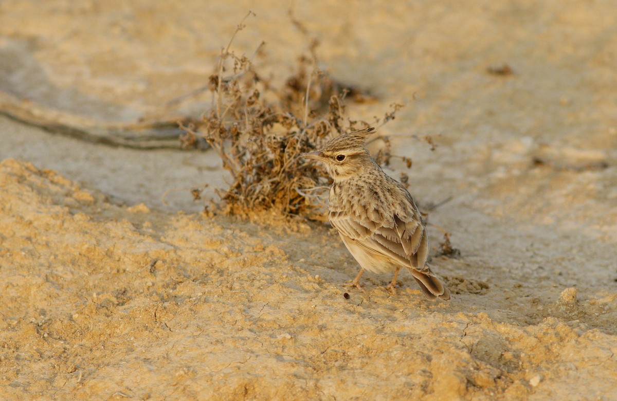 Crested Lark - ML123385441