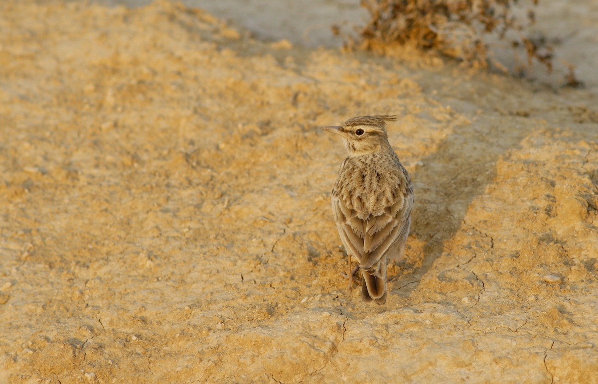 Crested Lark - ML123385451