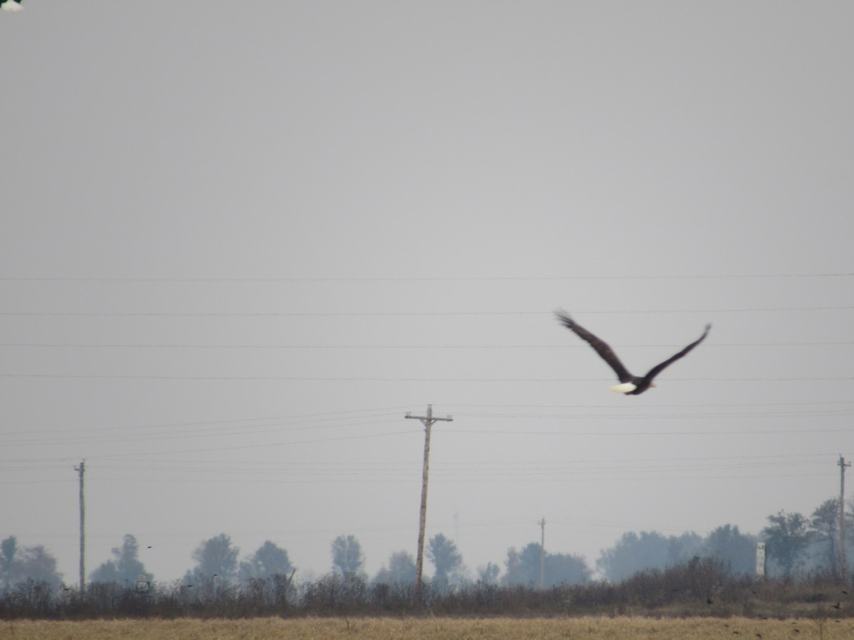 Bald Eagle - ML123385551