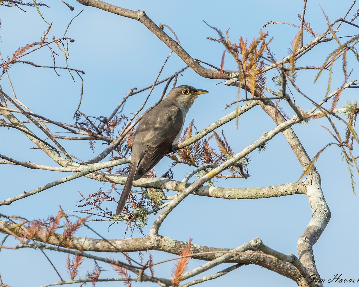 Yellow-billed Cuckoo - ML123388431