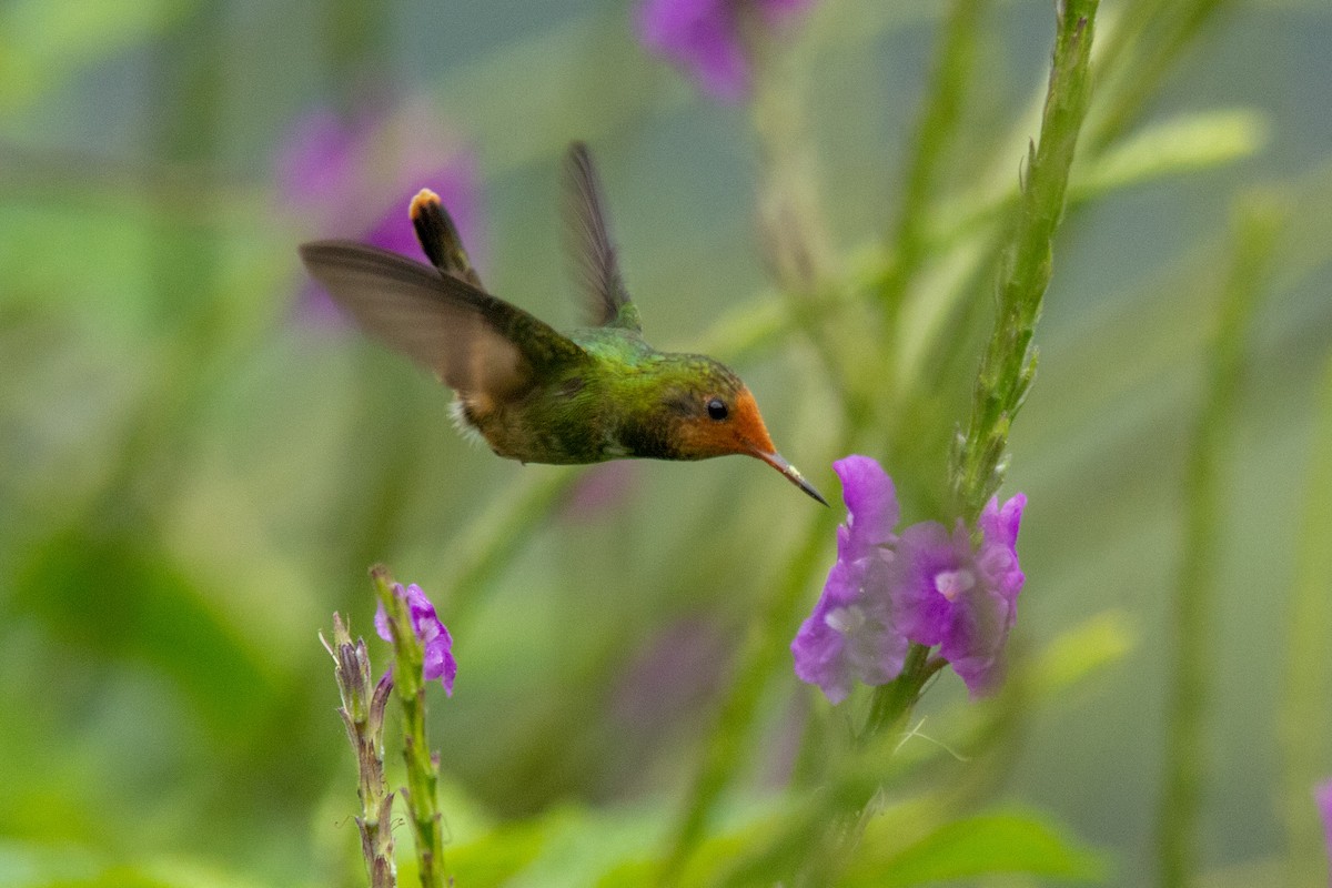 Rufous-crested Coquette - ML123388471