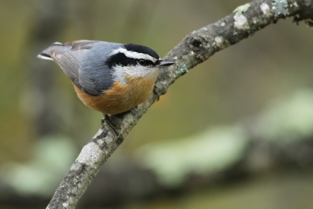Red-breasted Nuthatch - ML123388681