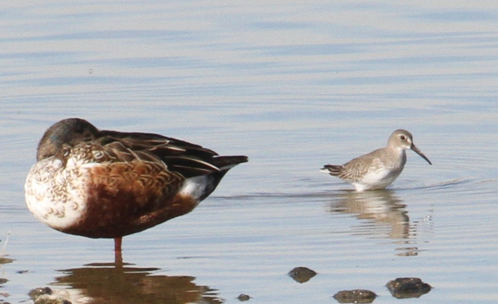 Long-billed Dowitcher - Don Coons