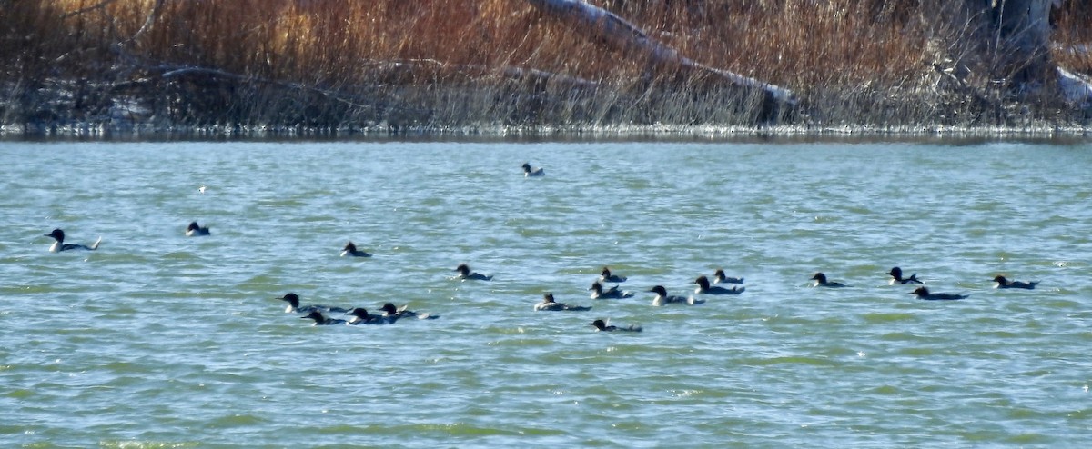 Common Merganser - ML123393311