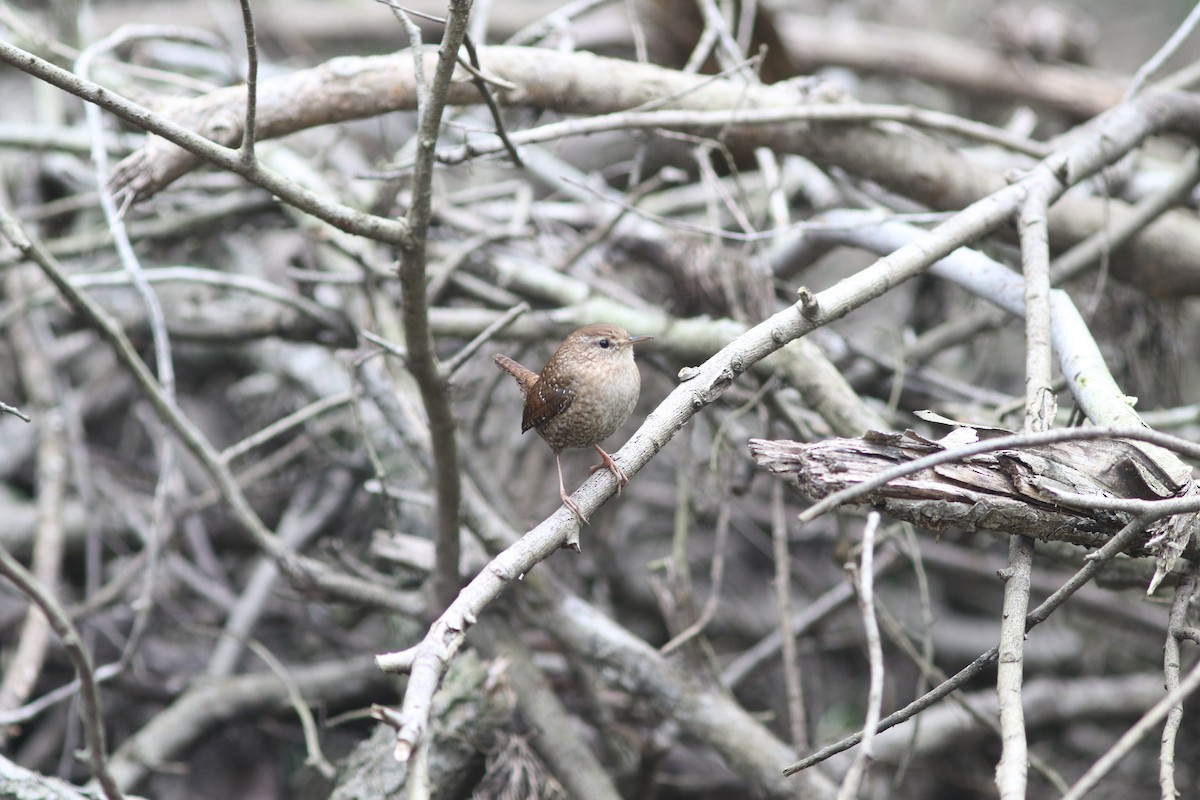 Winter Wren - Skip Cantrell