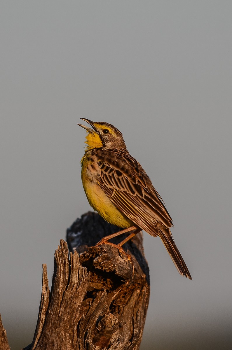 Yellow-throated Longclaw - ML123394551