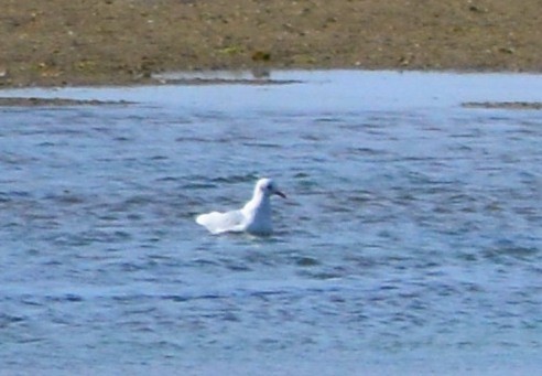 Black-headed Gull - ML123394791