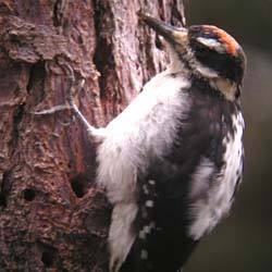 Hairy Woodpecker (Pacific) - ML123395431