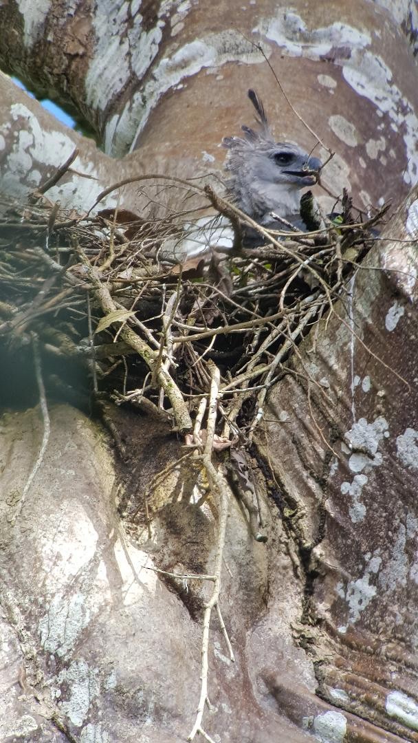 Harpy Eagle - ML123395771