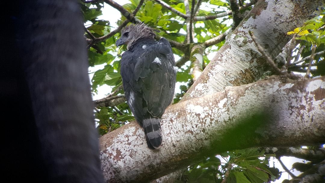 Harpy Eagle - ML123395801