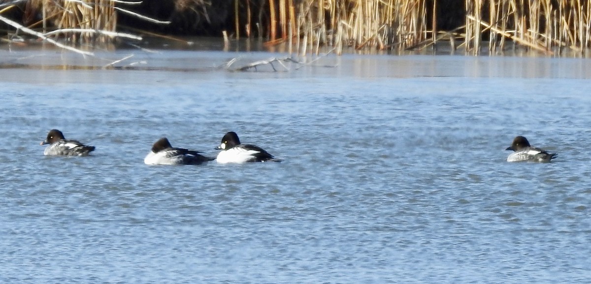 Common Goldeneye - ML123397361