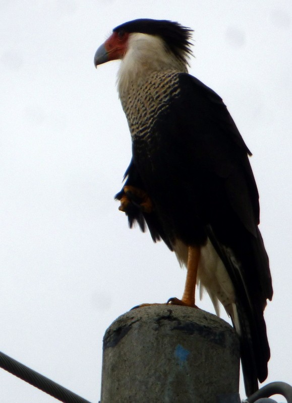 Crested Caracara (Northern) - ML123398621