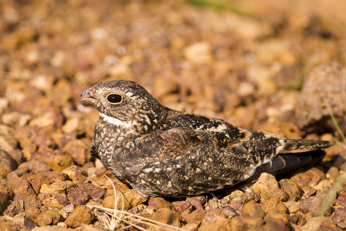 Least Nighthawk - Claudia Brasileiro