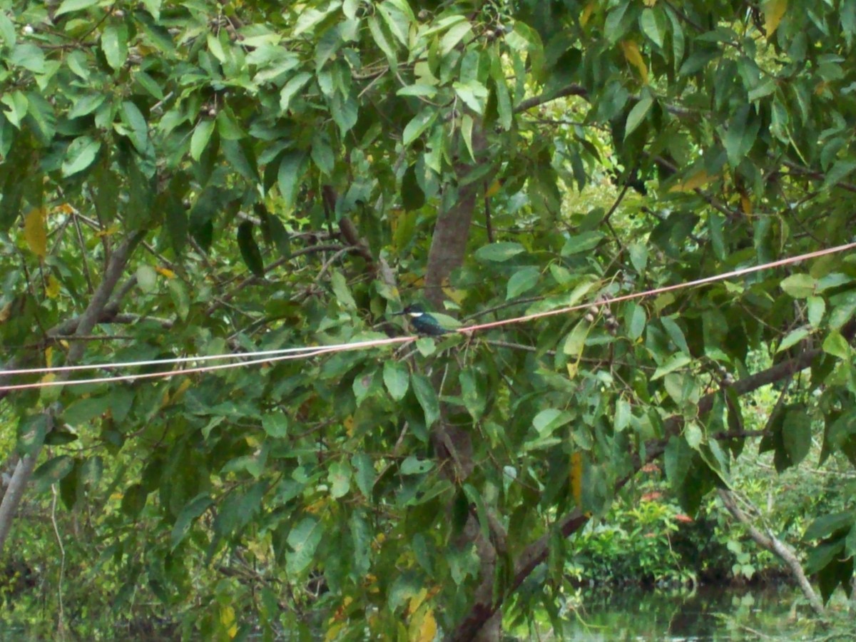 Martin-pêcheur vert - ML123400891