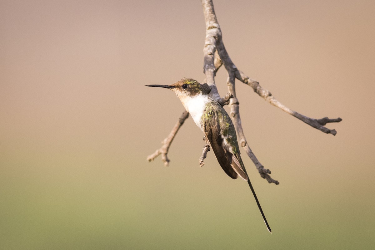 Colibrí Cornudito - ML123400941