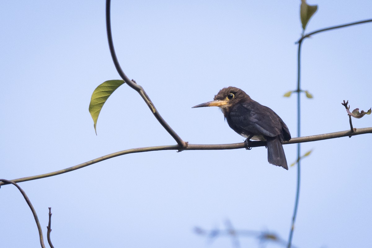 Brown Jacamar - ML123400971