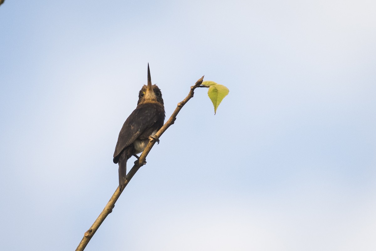 Brown Jacamar - Claudia Brasileiro