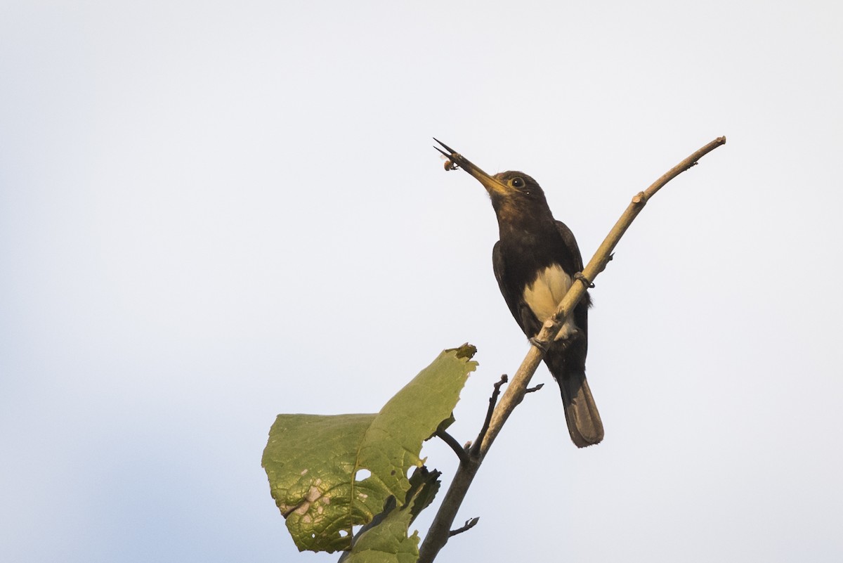 Brown Jacamar - ML123401061