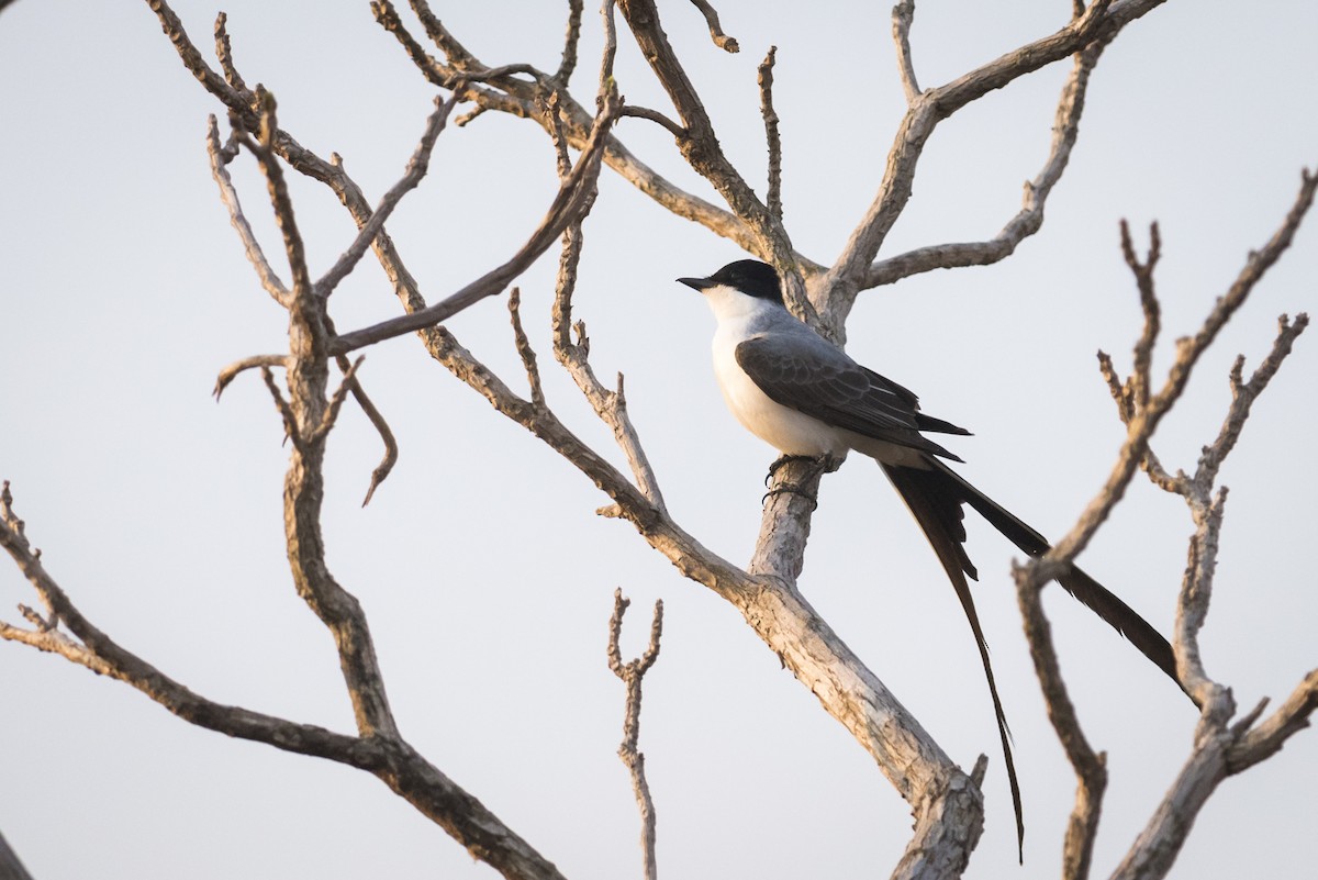 Fork-tailed Flycatcher - Claudia Brasileiro