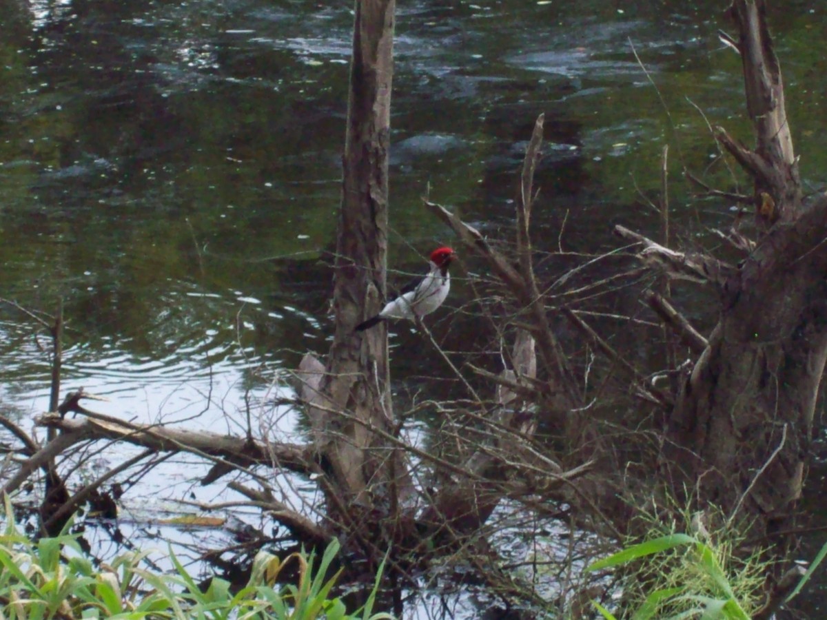 Red-capped Cardinal - Leonardo Santoro - COA Carpinterito Barrado Ramallo