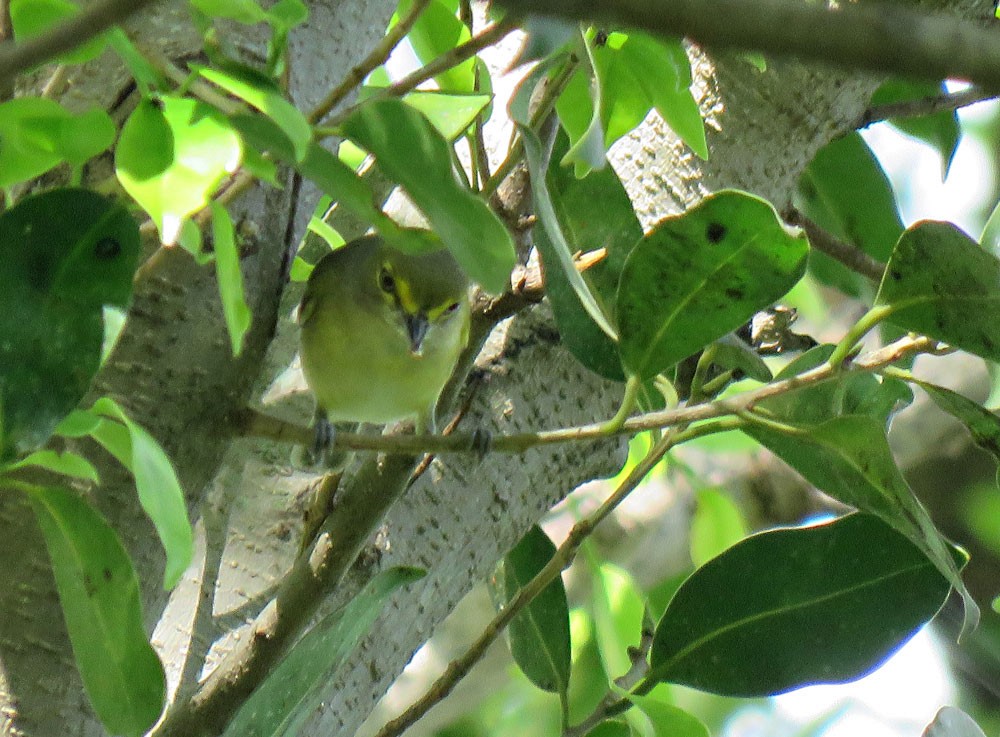 White-eyed Vireo - ML123402091