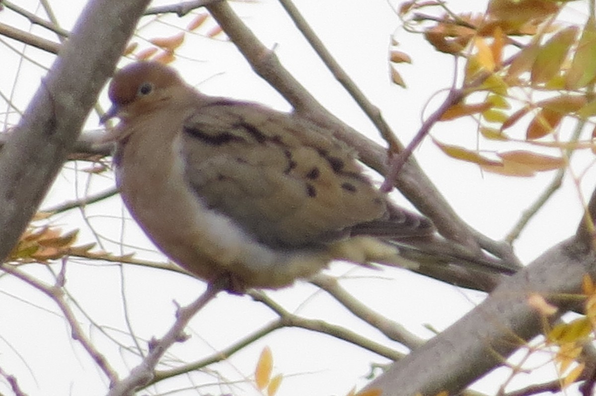 Mourning Dove - ML123402621