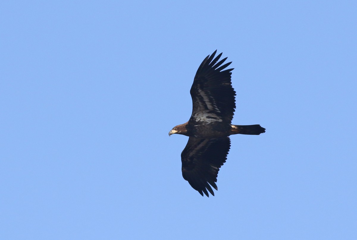 Bald Eagle - ML123403351