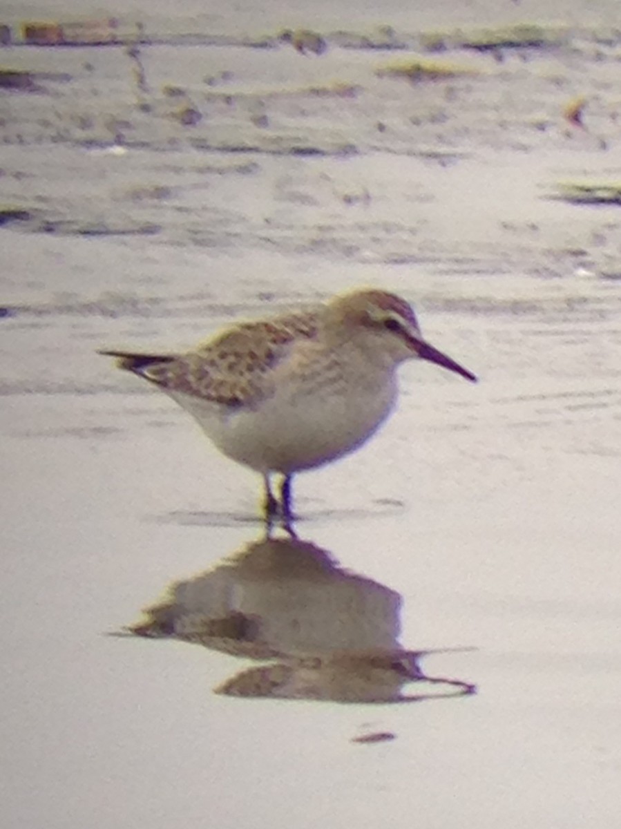 White-rumped Sandpiper - ML123405691