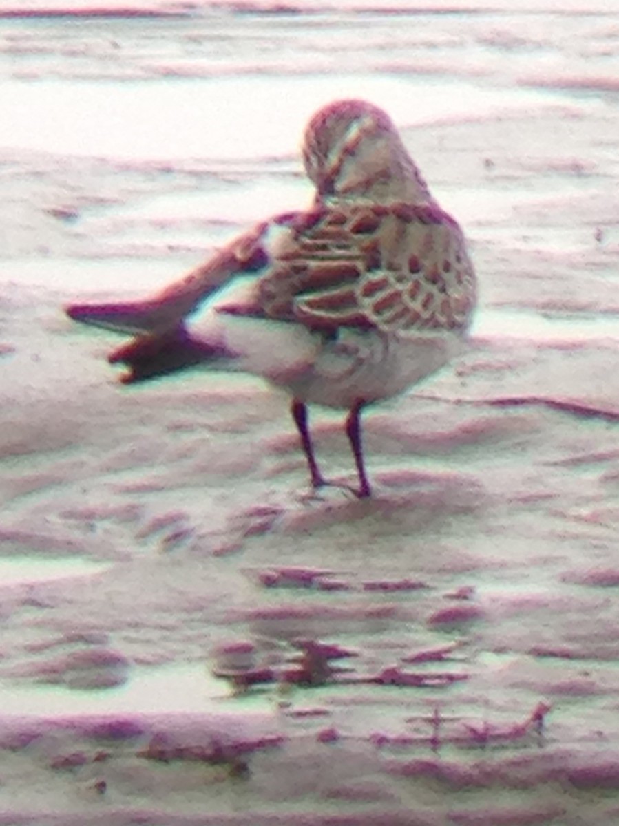 White-rumped Sandpiper - ML123405701