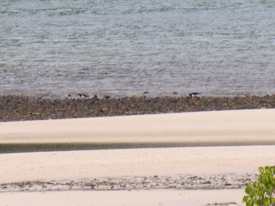 Длинноклювый кулик-сорока - ML123407241