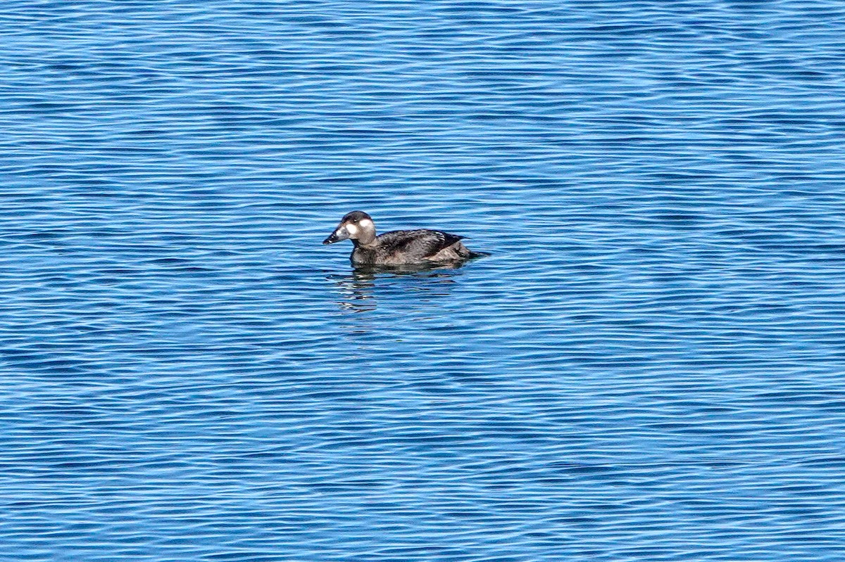 Surf Scoter - Bob Bucknam