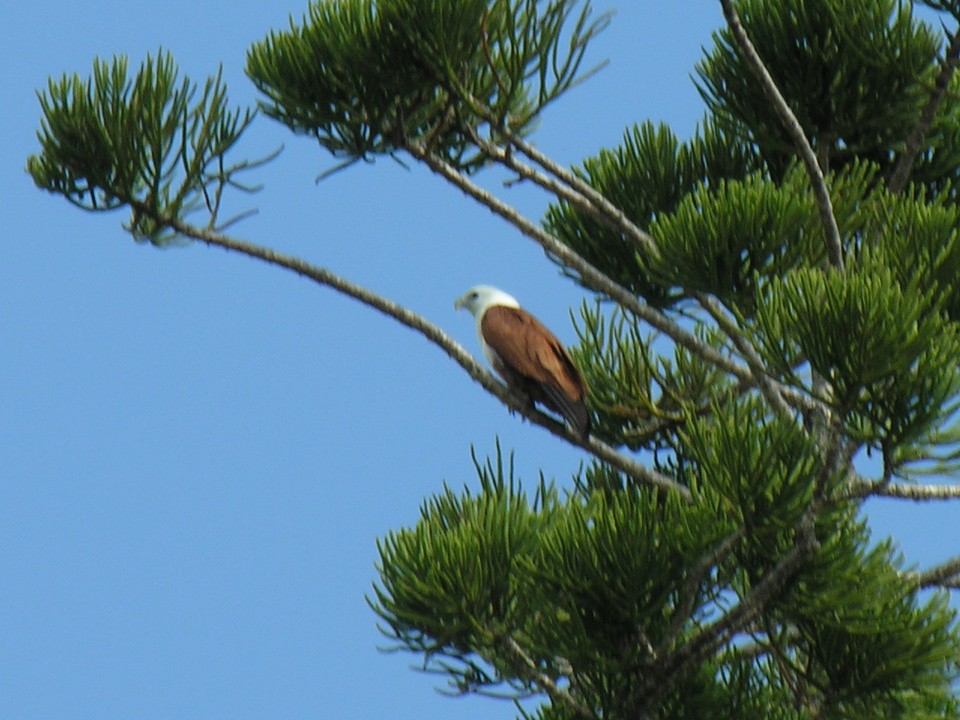 Браминский коршун - ML123407381