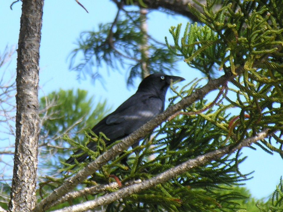 Сахульская ворона - ML123407521