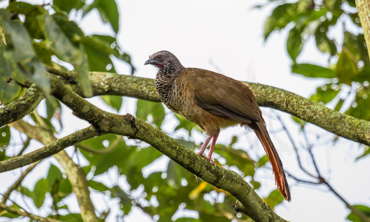 Colombian Chachalaca - ML123408641