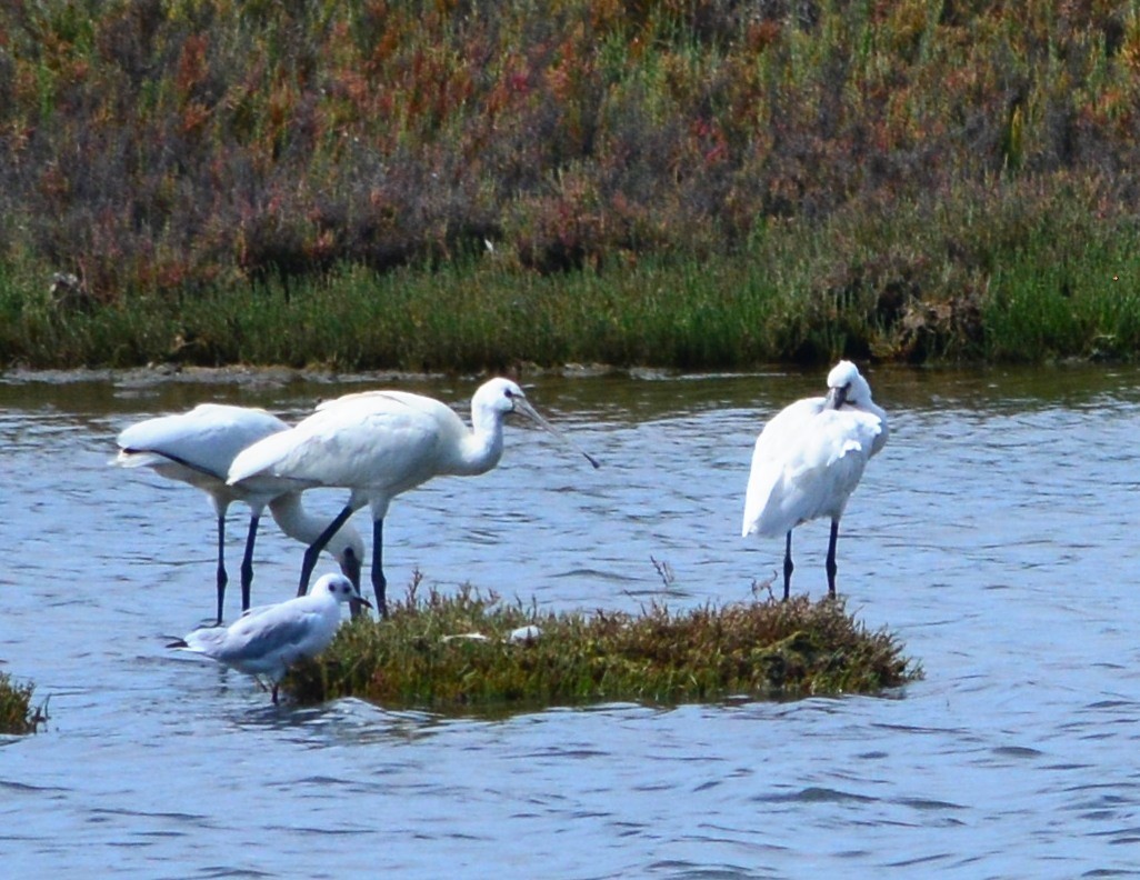 Eurasian Spoonbill - ML123408961