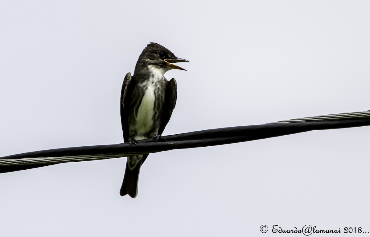 Olive-sided Flycatcher - ML123410471