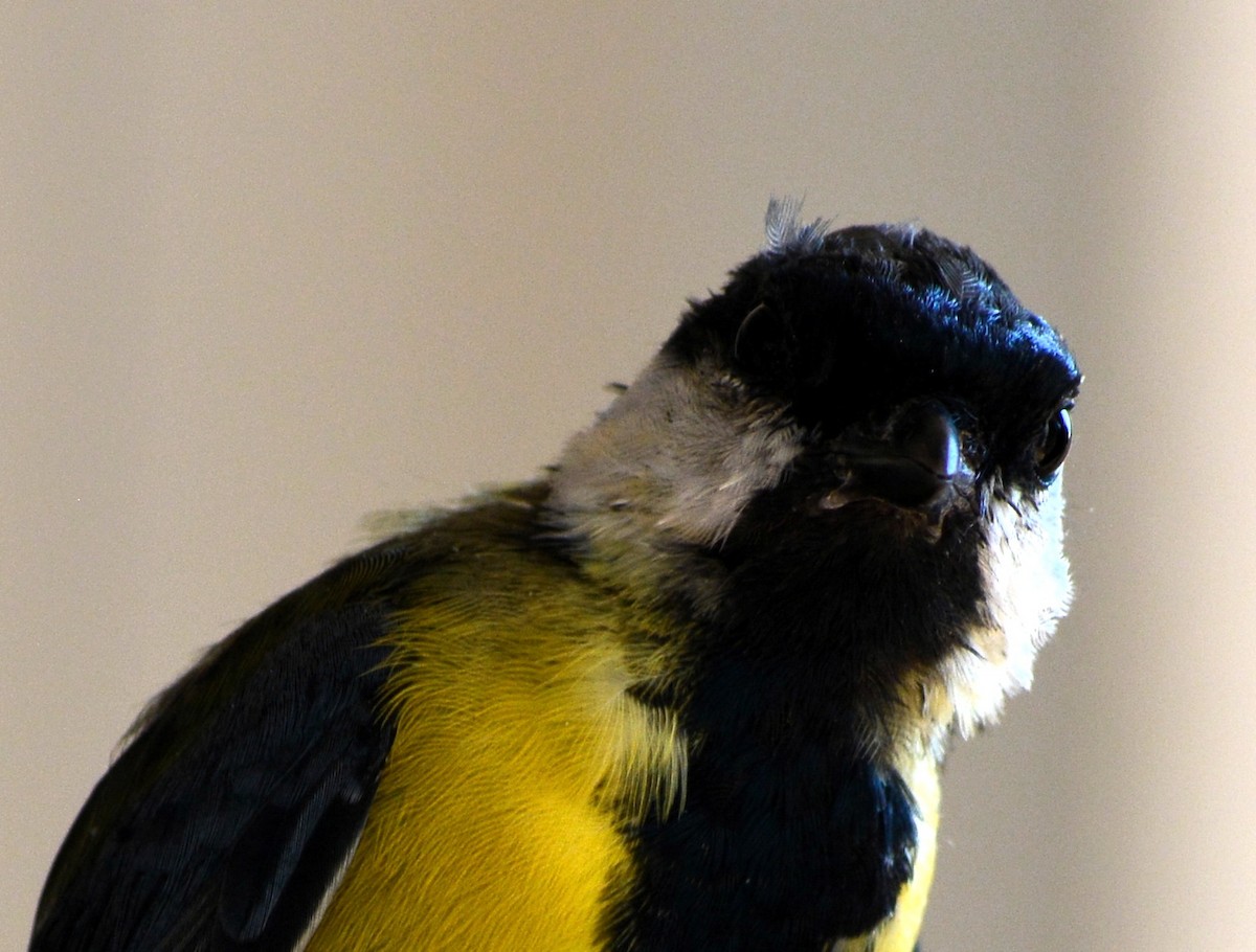 Great Tit - ML123410631