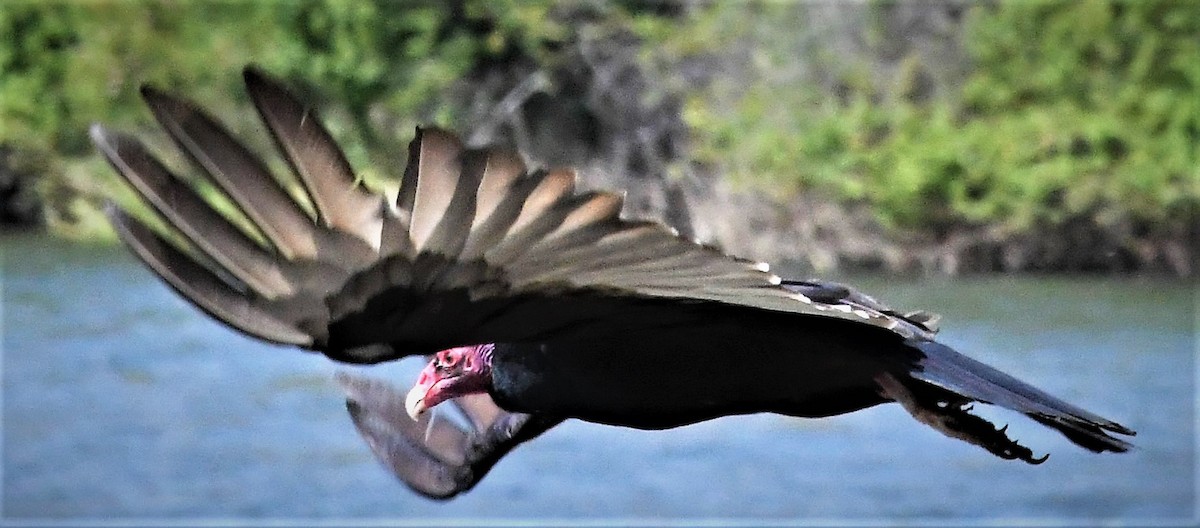 Turkey Vulture - ML123410691