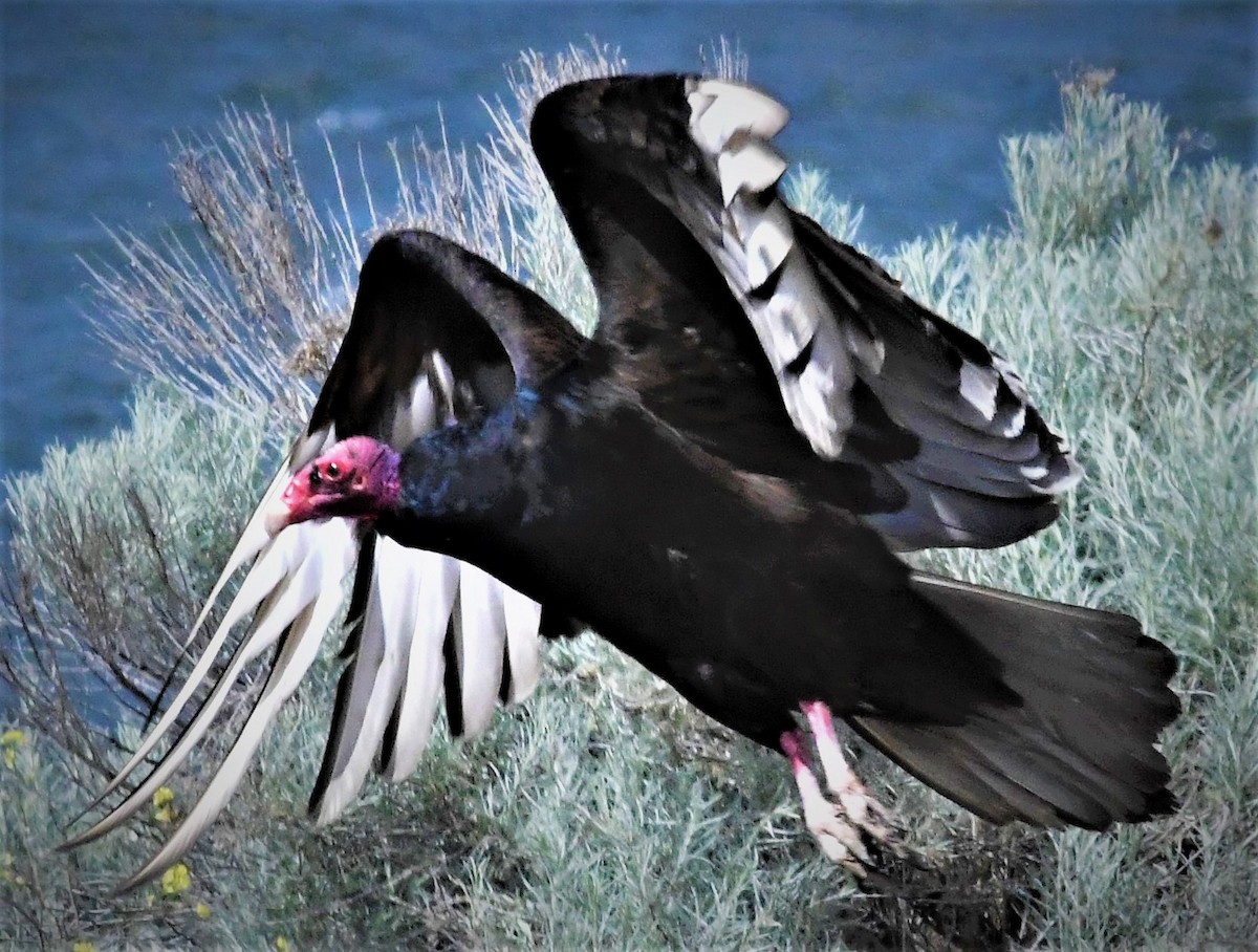 Turkey Vulture - ML123410731