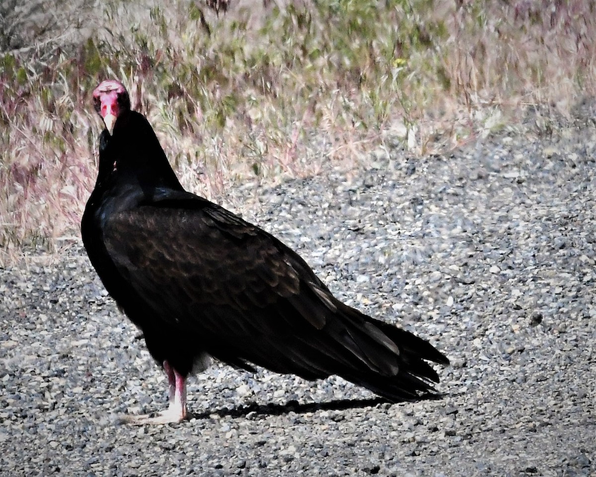 Turkey Vulture - ML123410741