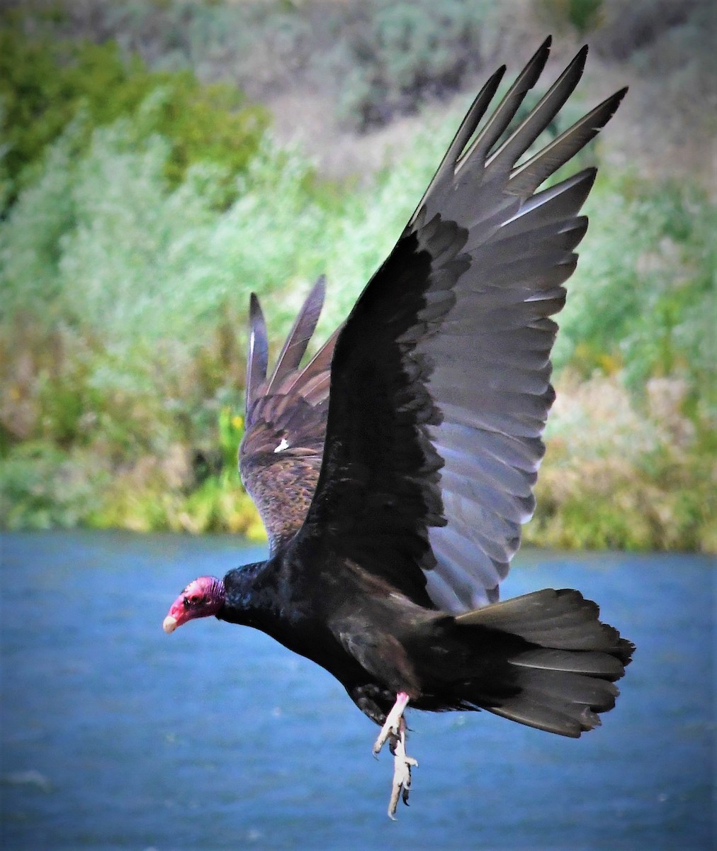 Turkey Vulture - ML123410751