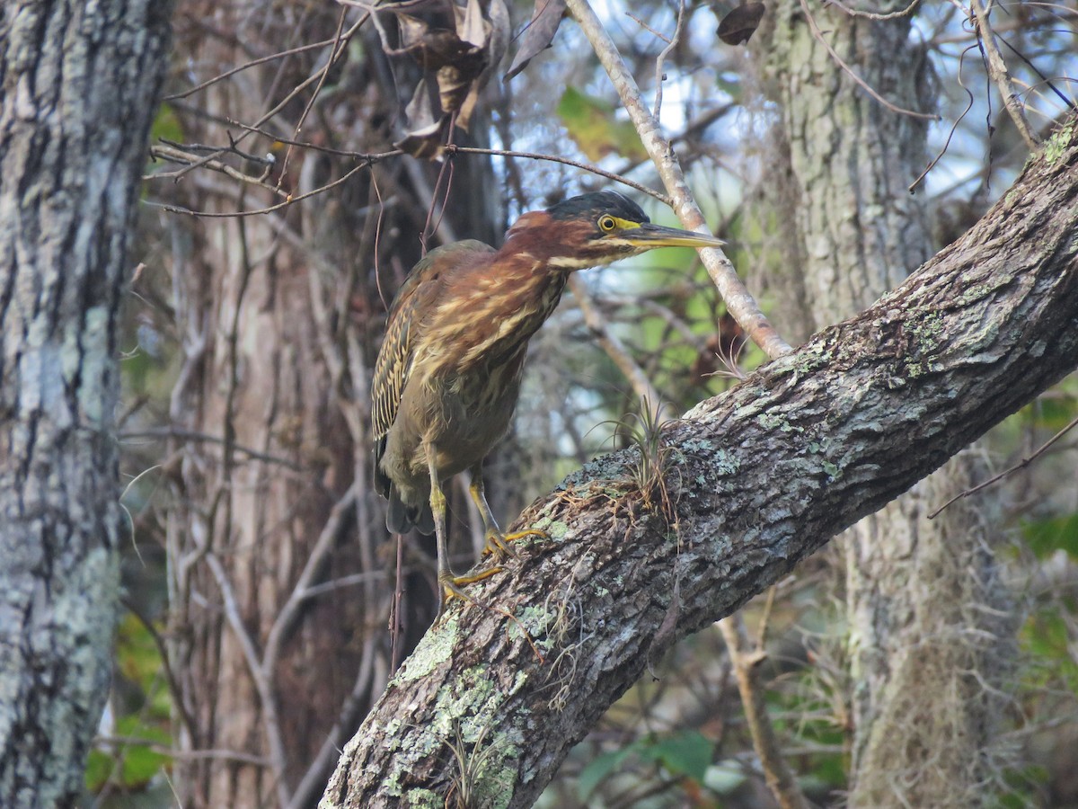 Green Heron - ML123415001