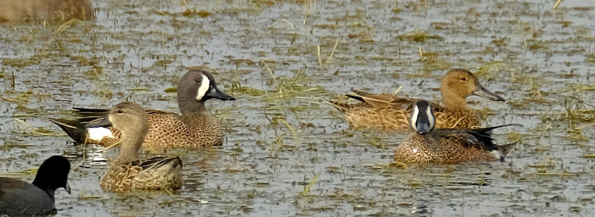Blue-winged Teal - ML123417061