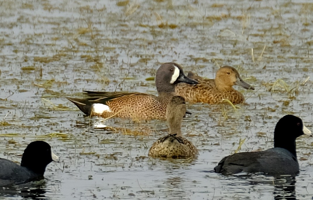 Blue-winged Teal - ML123417071