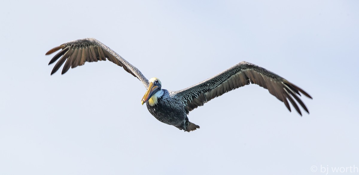 Brown Pelican - ML123417201