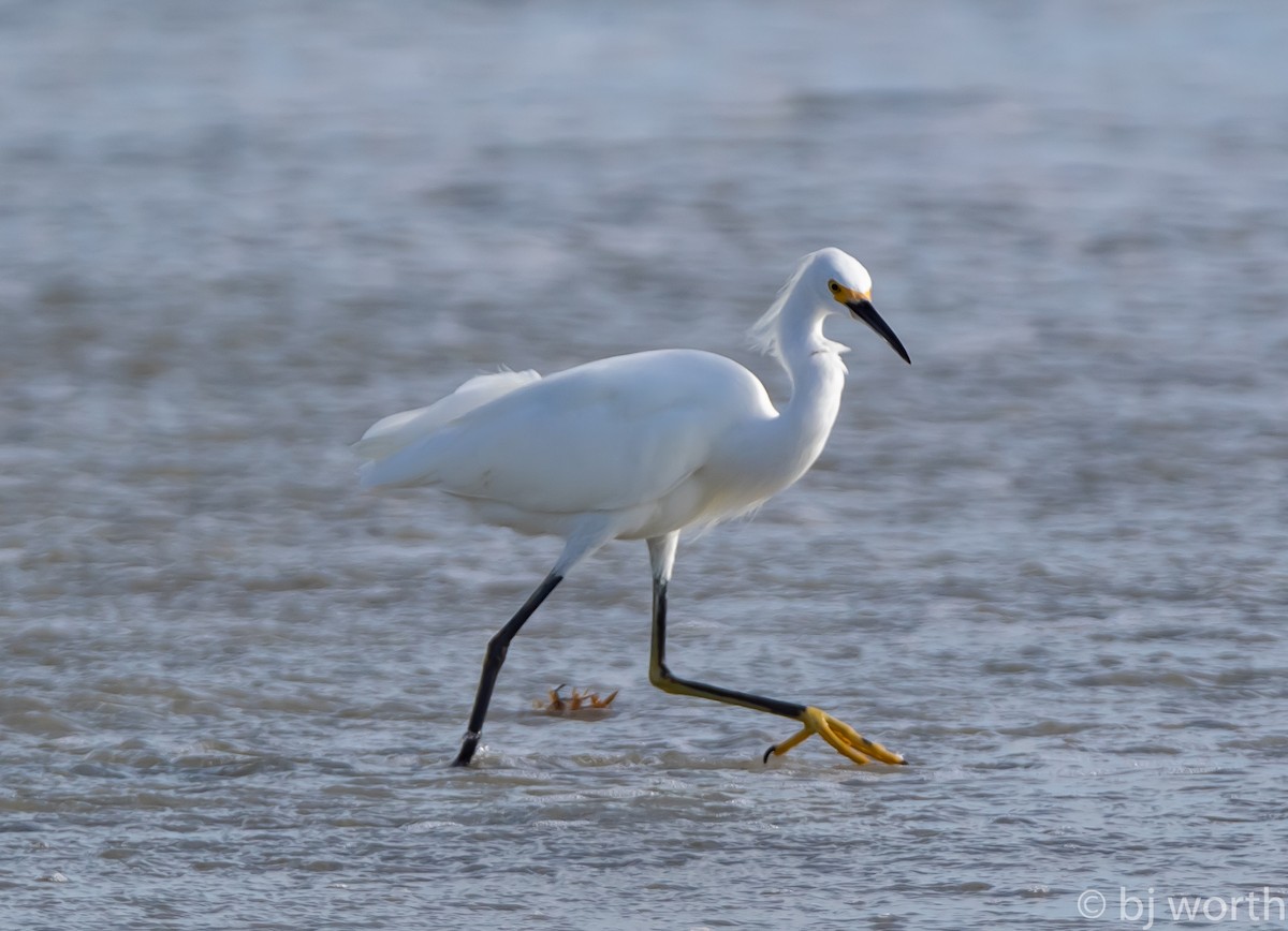 Aigrette neigeuse - ML123417451