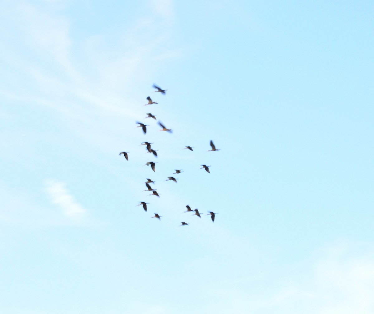 ibis hnědý - ML123417541