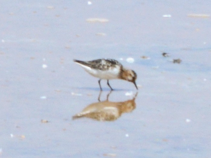 Little Stint - ML123419771