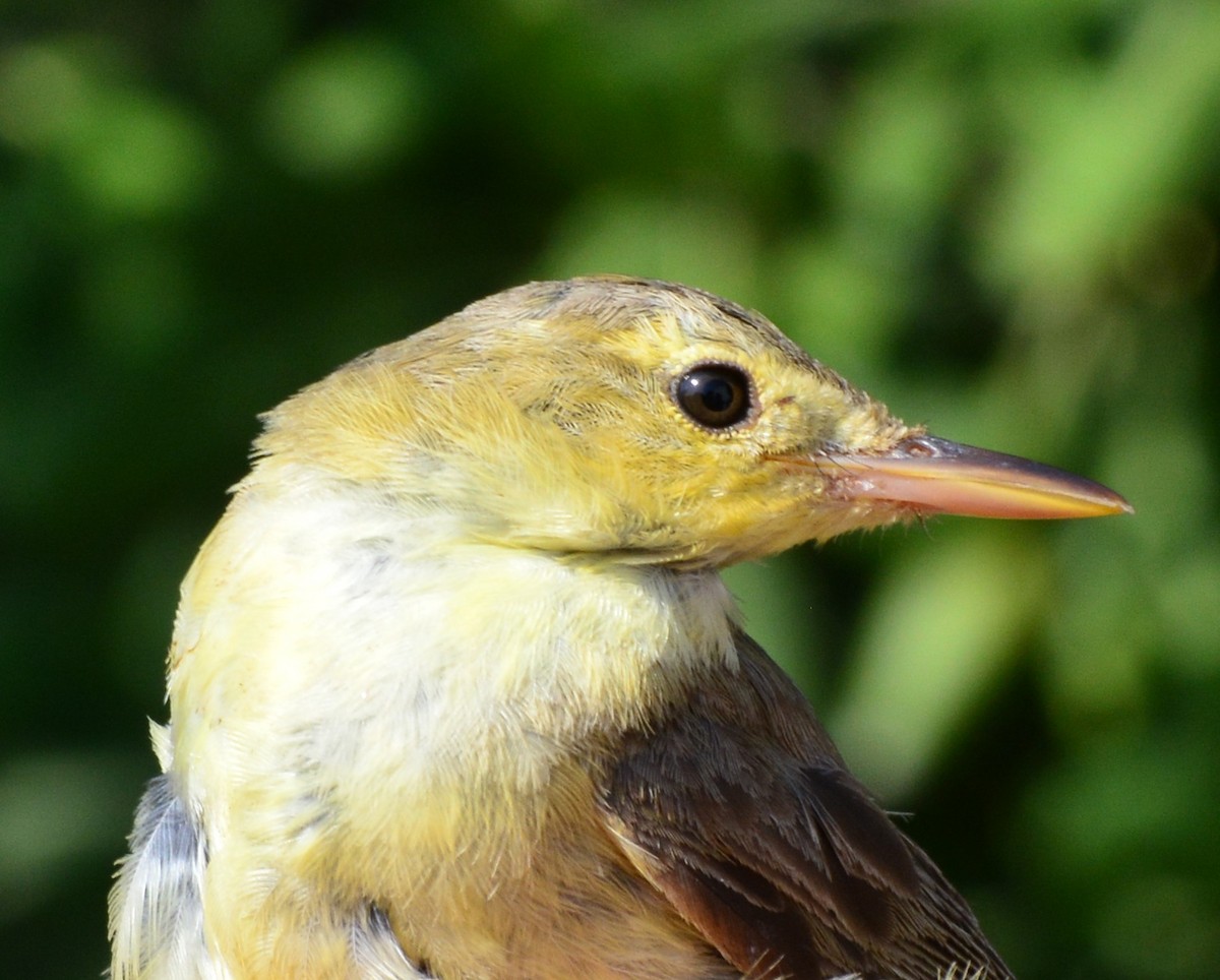 Melodious Warbler - ML123420191