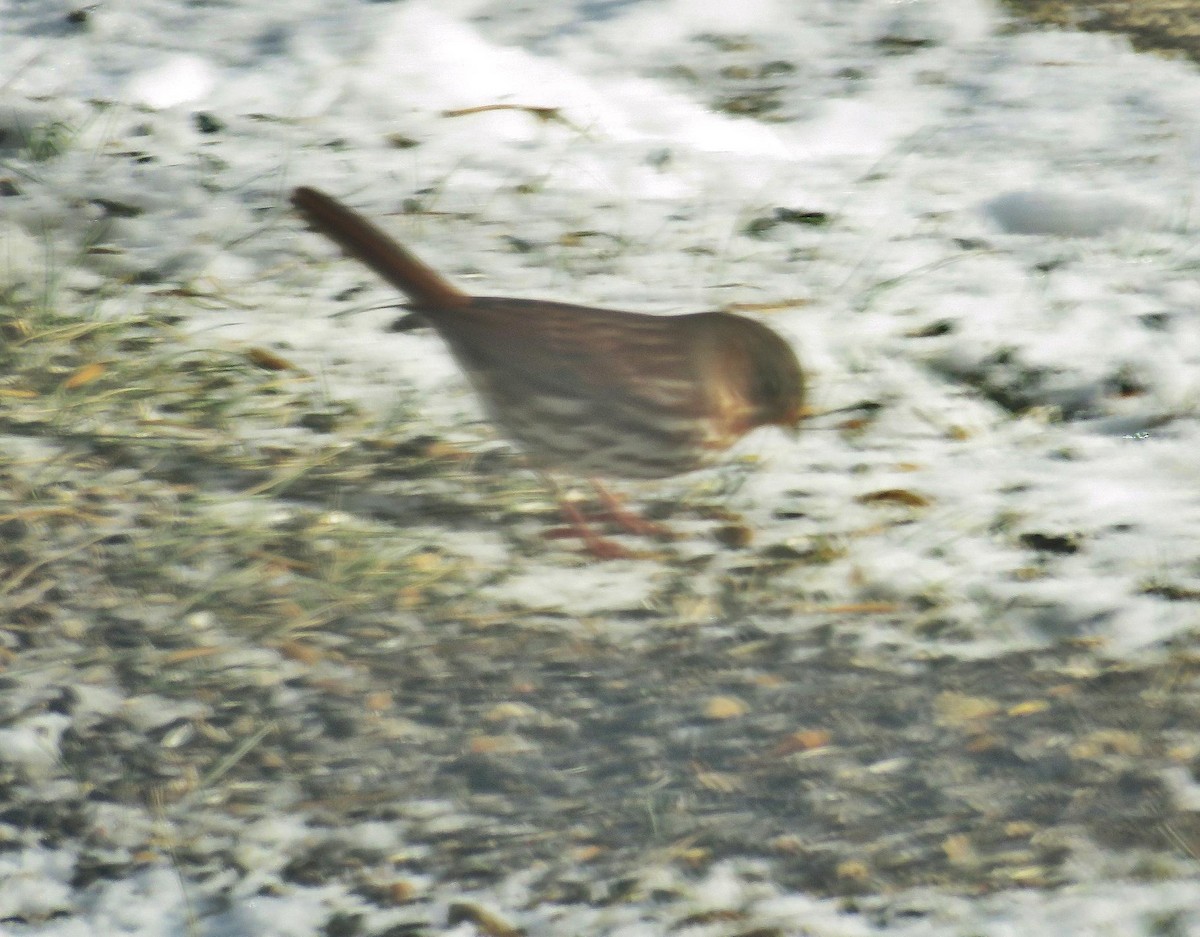 Fox Sparrow - Denise Ray